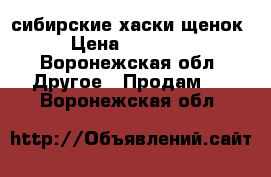 сибирские хаски щенок › Цена ­ 16 000 - Воронежская обл. Другое » Продам   . Воронежская обл.